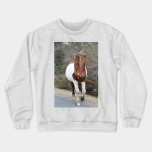 Assateague Pony - Virginia Crewneck Sweatshirt